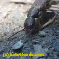 /home//u458753944/public_html/sourcegallery////////////////Insects and small critters/beetles (Coleoptera)/P5270585.JPG
